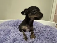 Kit kat, a male Chihuahua for sale in Woodstock, GA – 4 of 10