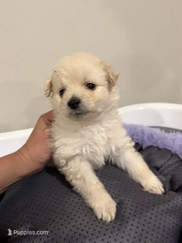 Puppy – Pomchi puppy for sale in Woodstock, GA