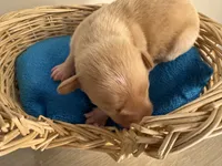 Corn muffin, a male Chihuahua for sale in Woodstock, GA – 10 of 10