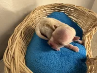 Pibble , a female Pomchi for sale in Woodstock, GA – 3 of 10