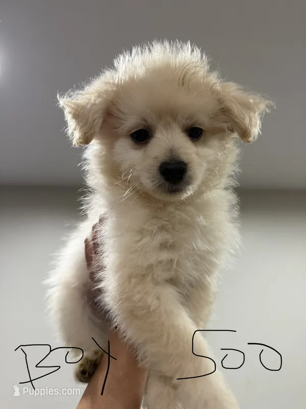 Pony  – Pomeranian puppy for sale in Woodstock, GA