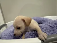 Creamy, a male Chihuahua for sale in Woodstock, GA – 8 of 10