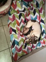 Courdaroy, a male Chihuahua for sale in Woodstock, GA – 4 of 10