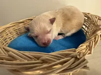 Puppy, a male Pomchi for sale in Woodstock, GA – 3 of 5