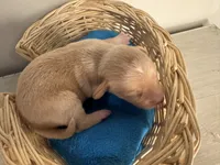 Corn muffin, a male Chihuahua for sale in Woodstock, GA – 9 of 10