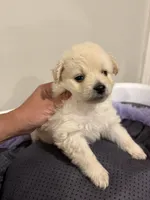 Puppy, a male Pomchi for sale in Woodstock, GA – 5 of 5