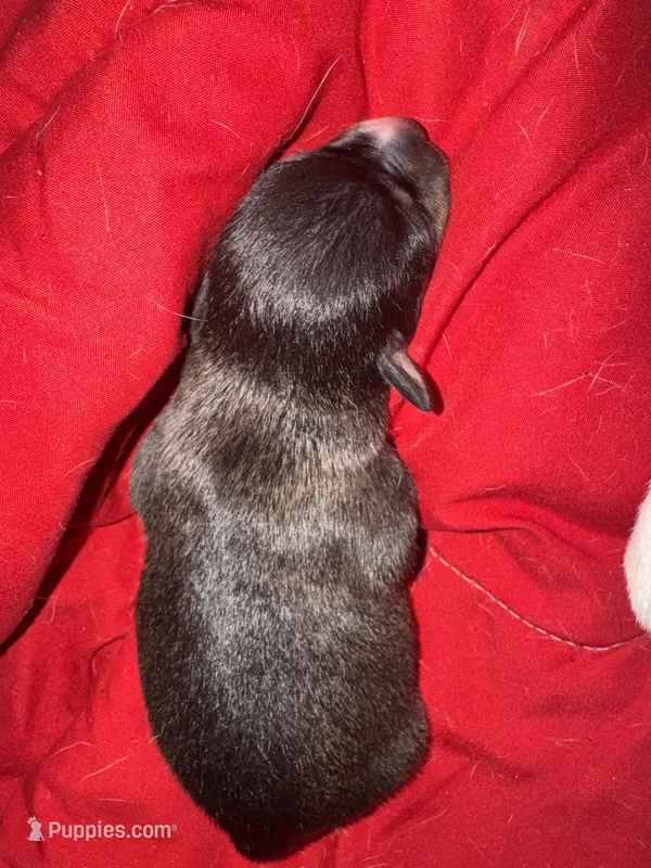 Jet – Chihuahua puppy for sale in Woodstock, GA