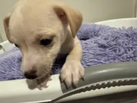 Creamy, a male Chihuahua for sale in Woodstock, GA – 3 of 10