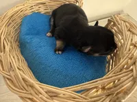 Jet boy, a male Pomchi for sale in Woodstock, GA – 10 of 10