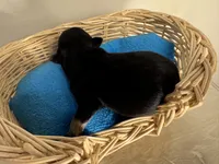 Jet boy, a male Pomchi for sale in Woodstock, GA – 2 of 10