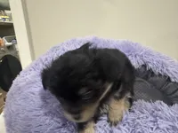 Pickle , a male Chihuahua for sale in Woodstock, GA – 2 of 10