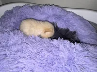 Pibble , a female Pomchi for sale in Woodstock, GA – 2 of 10