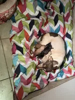 Jet, a male Chihuahua for sale in Woodstock, GA – 2 of 10