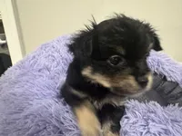 Pickle , a male Chihuahua for sale in Woodstock, GA – 8 of 10