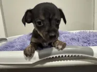 Kit kat, a male Chihuahua for sale in Woodstock, GA – 10 of 10
