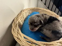 Oreo boy, a male Pomchi for sale in Woodstock, GA – 3 of 10
