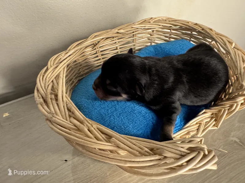 Jet boy – Pomchi puppy for sale in Woodstock, GA