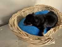 Jet boy, a male Pomchi for sale in Woodstock, GA – 1 of 10