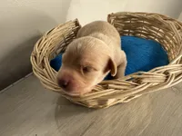 Corn muffin, a male Chihuahua for sale in Woodstock, GA – 6 of 10