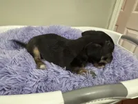Kit kat, a male Chihuahua for sale in Woodstock, GA – 3 of 10