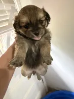 Sable, a female Pomchi for sale in Woodstock, GA – 1 of 5