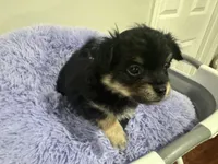 Pickle , a male Chihuahua for sale in Woodstock, GA – 5 of 10