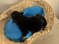 Jet boy, a male Pomchi for sale in Woodstock, GA – 6 of 10