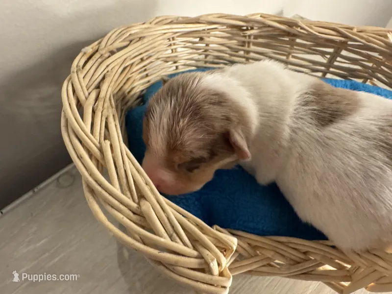  Snookiey – Chihuahua puppy for sale in Woodstock, GA