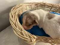  Snookiey, a male Chihuahua for sale in Woodstock, GA – 1 of 10