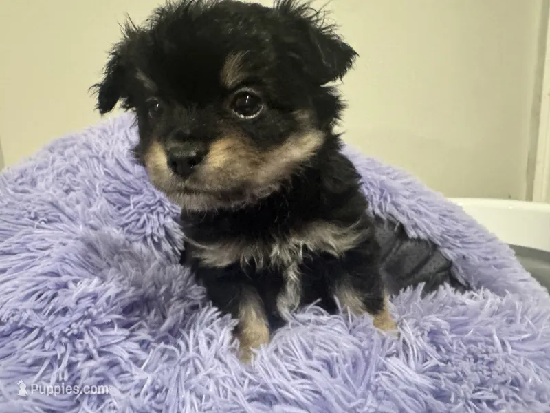 Pickle  – Chihuahua puppy for sale in Woodstock, GA