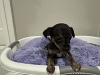 Kit kat, a male Chihuahua for sale in Woodstock, GA – 5 of 10