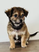 Charlie, a male Chihuahua and Maltese for sale in Kansas City, KS – 5 of 6