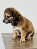 Charlie, a male Chihuahua and Maltese for sale in Kansas City, KS – 4 of 6