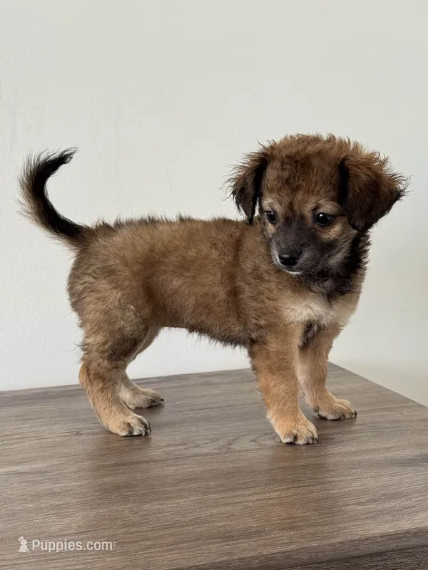 NaTasha – Chihuahua, Maltese puppy for sale in Kansas City, KS