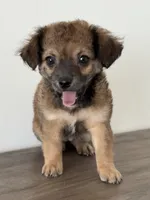 NaTasha, a female Chihuahua and Maltese for sale in Kansas City, KS – 2 of 5
