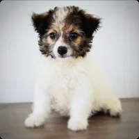 Whiskey, a male Chihuahua and Maltese for sale in Kansas City, KS – 3 of 4