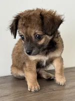 NaTasha, a female Chihuahua and Maltese for sale in Kansas City, KS – 3 of 5