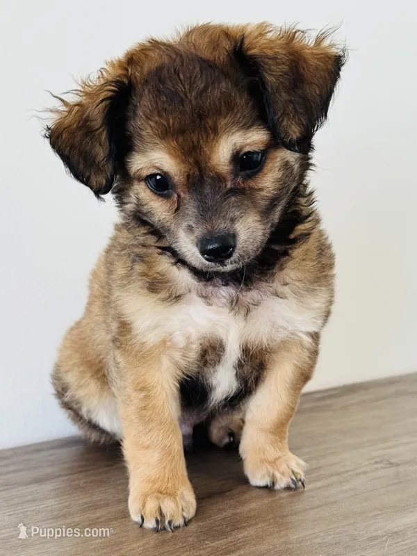 Charlie – Chihuahua, Maltese puppy for sale in Kansas City, KS