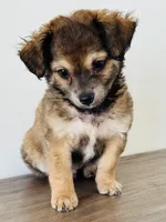 Charlie, a male Chihuahua and Maltese for sale in Kansas City, KS – 1 of 6