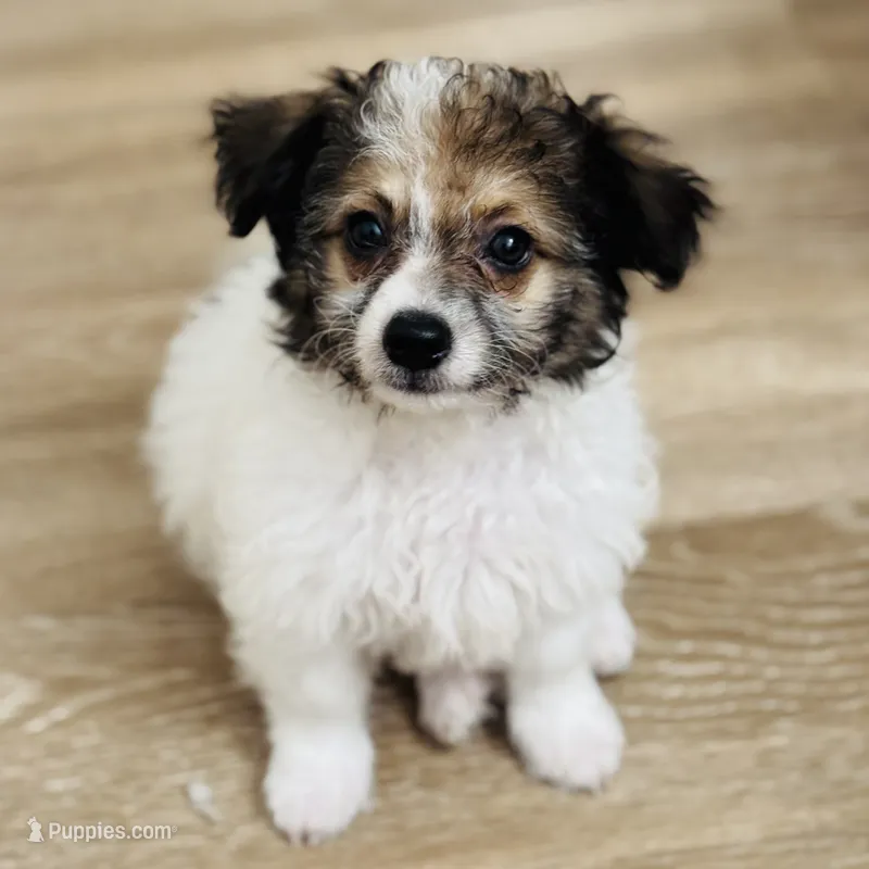 Whiskey – Chihuahua, Maltese puppy for sale in Kansas City, KS