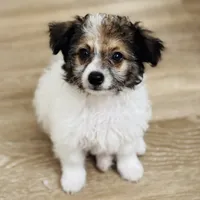 Whiskey, a male Chihuahua and Maltese for sale in Kansas City, KS – 1 of 4