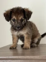 Sasha, a female Chihuahua and Maltese for sale in Kansas City, KS – 3 of 3