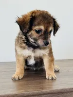 Charlie, a male Chihuahua and Maltese for sale in Kansas City, KS – 3 of 6