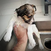 Whiskey, a male Chihuahua and Maltese for sale in Kansas City, KS – 2 of 4