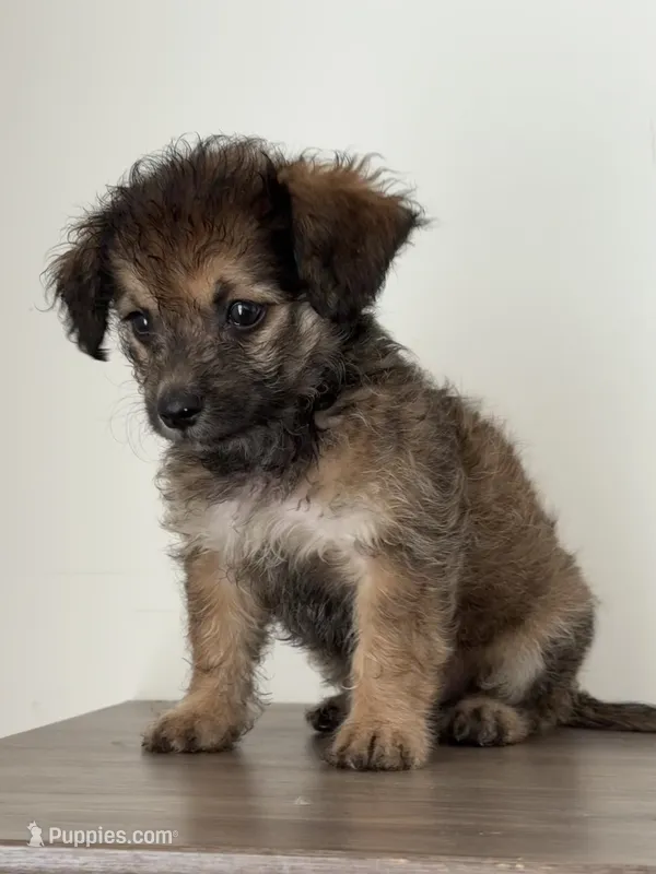 Sasha – Chihuahua, Maltese puppy for sale in Kansas City, KS