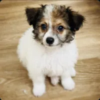 Whiskey, a male Chihuahua and Maltese for sale in Kansas City, KS – 4 of 4