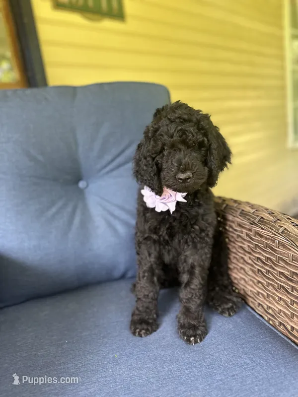 Purple  – Poodle - Standard  puppy for sale in Lucedale, MS