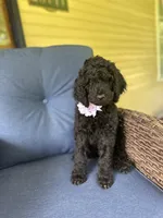 Purple , a female Poodle - Standard  for sale in Lucedale, MS – 1 of 3