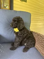 Yellow, a female Poodle - Standard  for sale in Lucedale, MS – 3 of 4