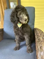 Blue, a female Poodle - Standard  for sale in Lucedale, MS – 2 of 3